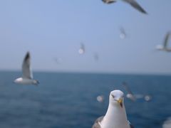 -海驴岛(荣成市)