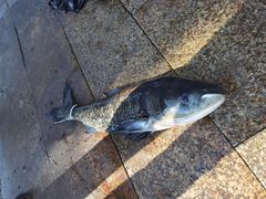 -好灶头妈妈菜·千岛湖土菜地标美食