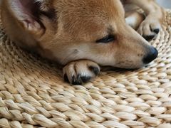 -浣熊柯尔鸭土拨鼠·电玩咖
