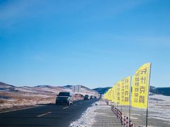 -乌兰布统景区-白桦林