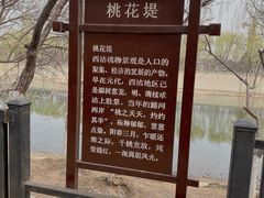 -桃花堤公园