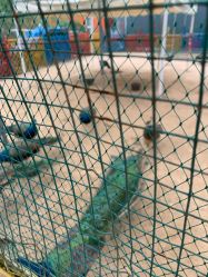 -萌宠亲子动物乐园(槐房万达店)