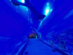 -迪拜水族馆及水下动物园