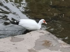 -雅安上里古镇