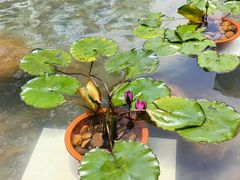 -荔湾湖公园