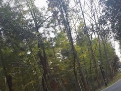 -潜山国家森林公园
