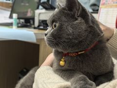 -瑞派·关忠动物医院·猫专科·犬专科(三环新城店)