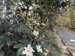-冶父山国家森林公园