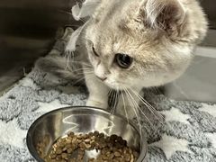 -创凡宠物医院·骨专科  猫科中心(西乡分院)