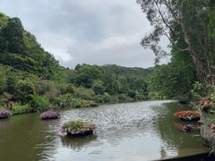-深圳仙湖植物园
