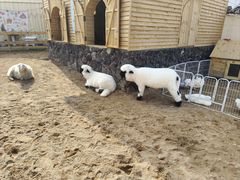 -HERRE·FARM 赫尔露营农场·团建聚会包场