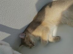 -琪喵猫屋·撸猫猫咖·猫舍