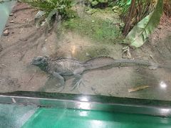 -上海大自然野生昆虫馆(东方明珠·爬宠昆虫探索中心)