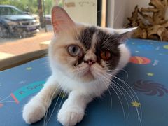 -平行世界·猫咖(首经贸店)