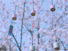 -顾村公园