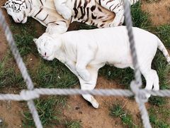 -西霞口神雕山野生动物世界