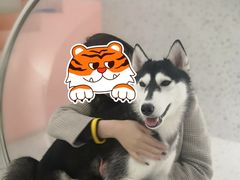 -Husky Go!哈士奇体验馆·宠物咖啡厅狗咖