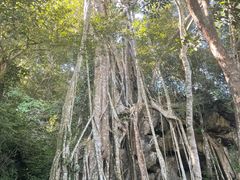 -中国科学院西双版纳热带植物园