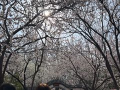 -桃花堤公园
