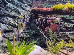 -上海海洋水族馆