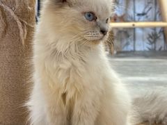 -楼上猫咖(罗湖店)