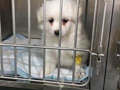 -荣耀金沙动物医院(清江西路店)