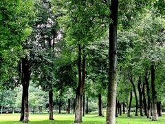 -眉山湿地公园(东坡区)