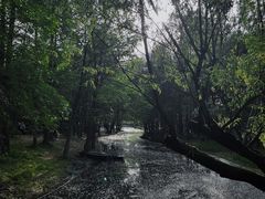 -上海共青森林公园