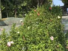 -深圳国际园林花卉博览园