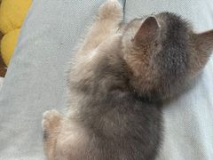 -欣宠猫屋·矮脚拿破仑·蓝金金渐层