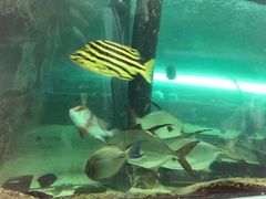 -悉尼海洋生物水族馆