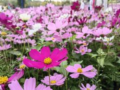 -天适樱花悠乐园