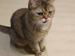 -藏猫猫咖啡主题馆(中央大道店)