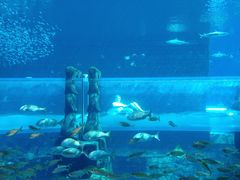 -亚特兰蒂斯水世界冒险乐园