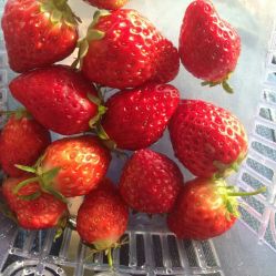 -蓝呗呗蓝莓草莓采摘园(通州区马驹桥店)