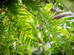 -Fern Forest Cafe