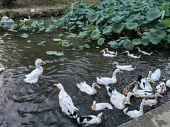 -木塔寺遗址生态公园
