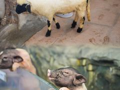 -正佳雨林生态植物园