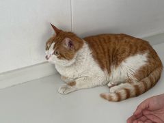 -天使宠物医院·犬猫分诊(彩虹店)