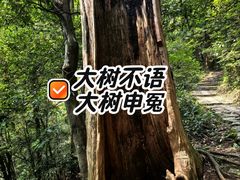 -天目山大树王景区