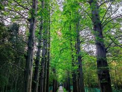 -同里国家湿地公园