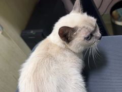 -天宠宠物医院24小时·急重症诊疗中心·全科·腔镜特色(和平分院)