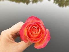 -阳阳中国饭(龙湖大兴天街)