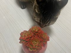 -哈尔滨道外花鸟鱼市场