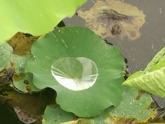 -祥源·阜阳生态乐园