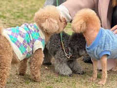 -爱侣宠医·鹦鹉专科·小型哺乳类·异宠专科(灵石路店)