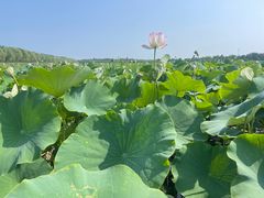 -西青郊野公园