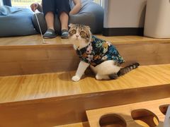 -啵啵喵·猫咖(攀华国际店)