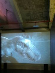 -恐龙探索乐园(磁器口店)