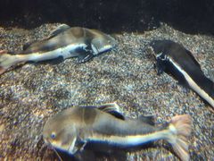 -太平洋海底世界